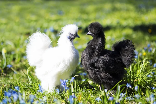 Two hen staring at each other — Stock Photo, Image