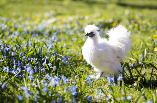 Gallina en el soleado patio trasero —  Fotos de Stock