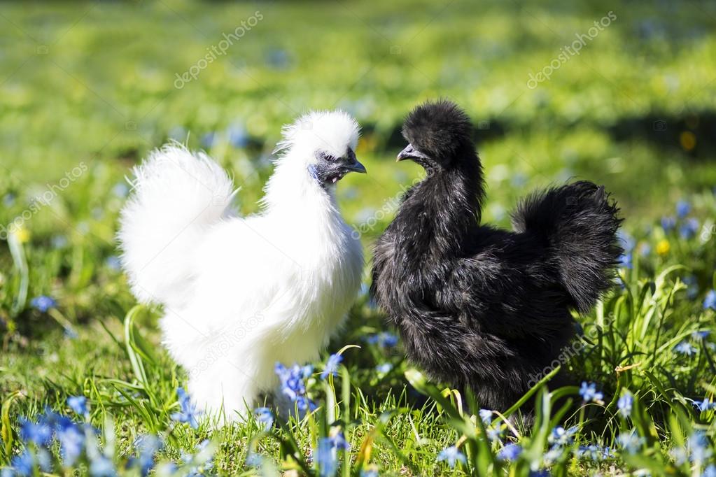 Two hen staring at each other