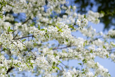 Çiçek açan ağaç dalları blye gökyüzü arka plan