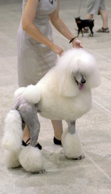 köpek göstermek