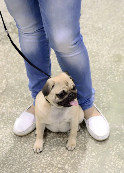 Exposición canina — Foto de Stock