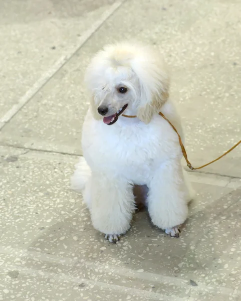 Exposición canina — Foto de Stock