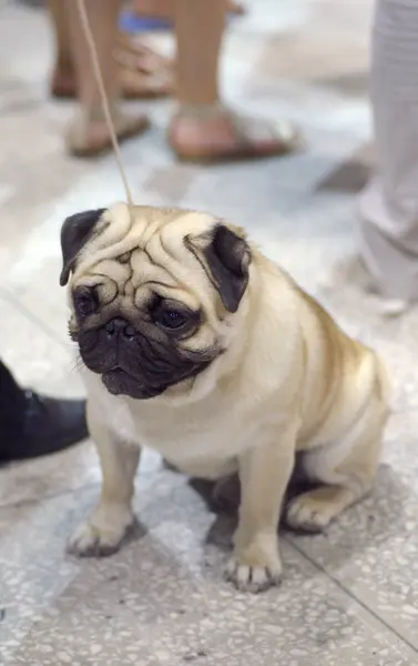 Exposición canina — Foto de Stock