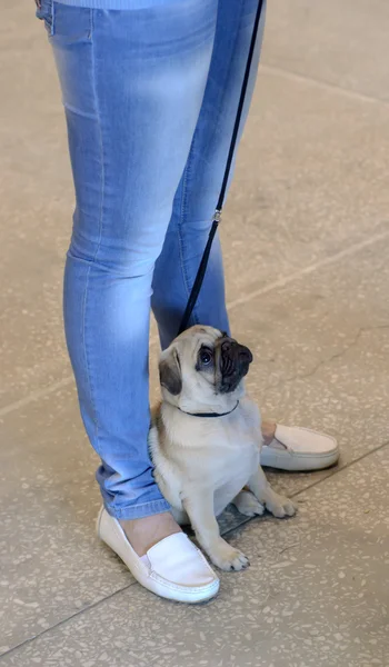 Exposición canina — Foto de Stock