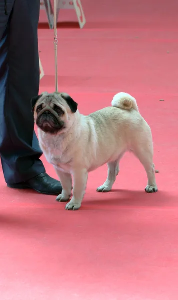 Exposición canina — Foto de Stock