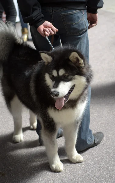 Mostra canina — Foto Stock