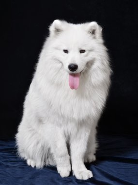 köpek. cins - samoyeds
