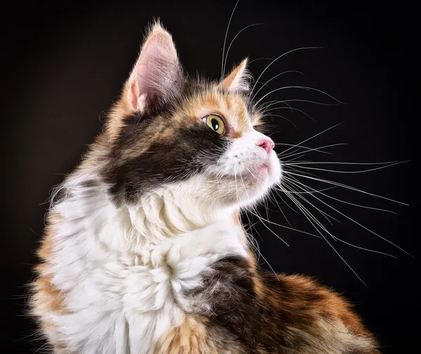 Katt! Breed - Maine Coon – stockfoto