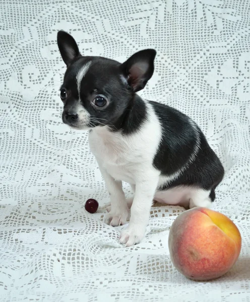 Perro. Raza - Chihuahua — Foto de Stock