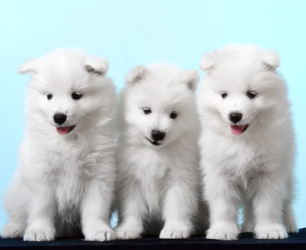 Cão. Raça - Samoyeds — Fotografia de Stock