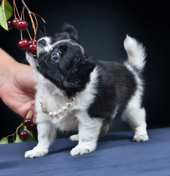 Hund. ras - chihuahua — Stockfoto