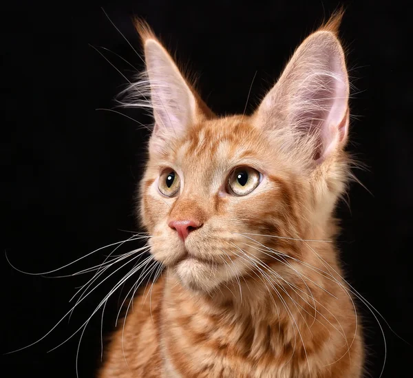 Kedi. cins - maine coon — Stok fotoğraf