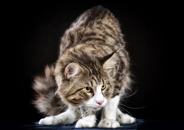 Cat. Breed - the Maine Coon — Stock Photo, Image