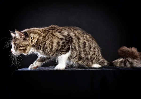 Kedi. cins - maine coon — Stok fotoğraf