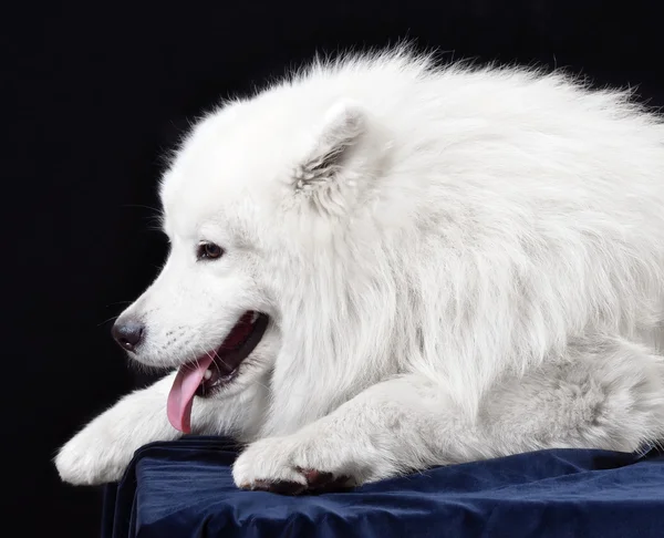 Собака. порода - samoyeds — стокове фото