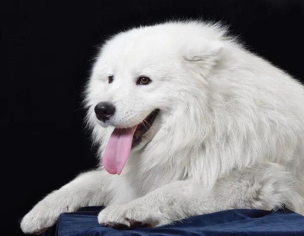 Kutya. fajta - samoyeds — Stock Fotó