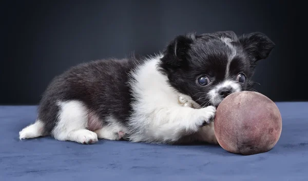 Hund. Rasse - Chihuahua — Stockfoto