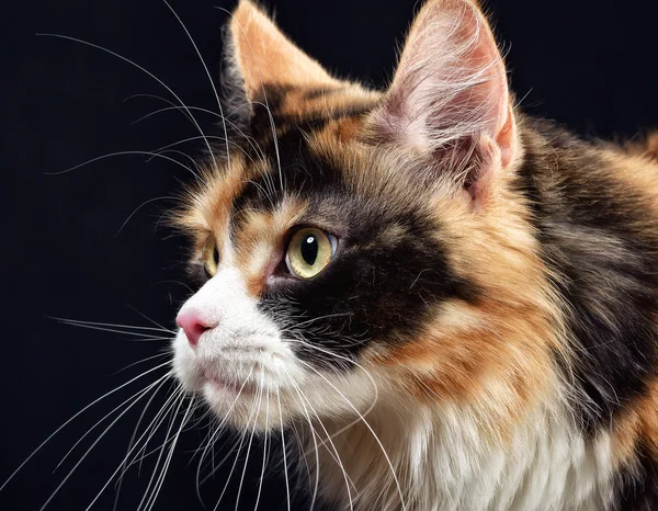 Cat. Breed - the Maine Coon — Stock Photo, Image