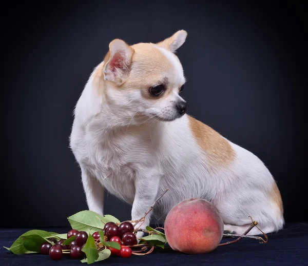 Hund. ras - chihuahua — Stockfoto