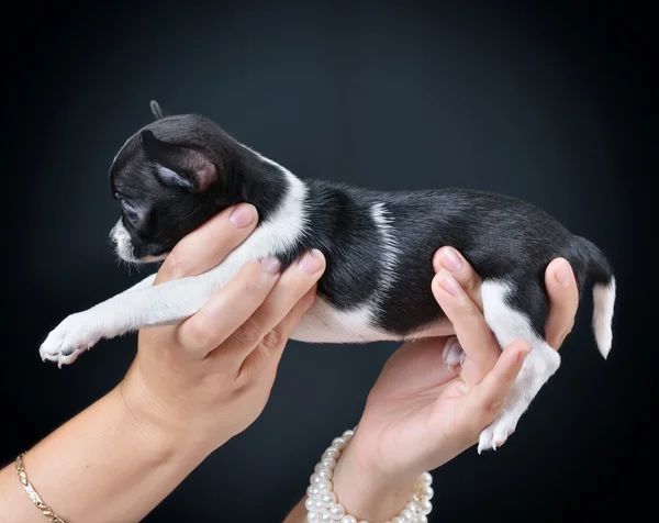 Hund. Rasse - Chihuahua — Stockfoto