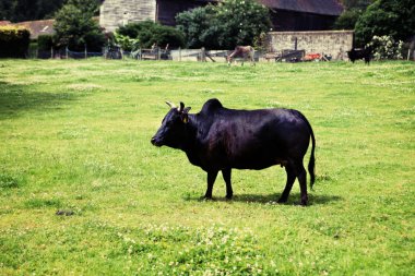 Zebu sığır Brahman inek seviştiği