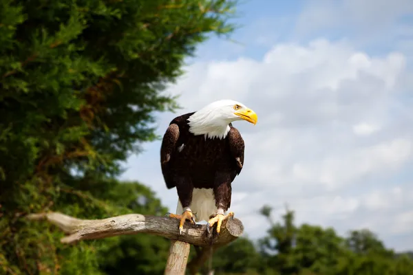 Pygargue à tête blanche oiseau de proie — Photo