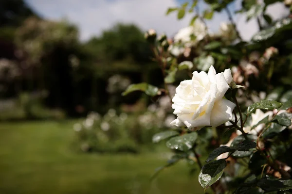 Λευκό τριαντάφυλλο στον κήπο πάρκο Royalty Free Εικόνες Αρχείου
