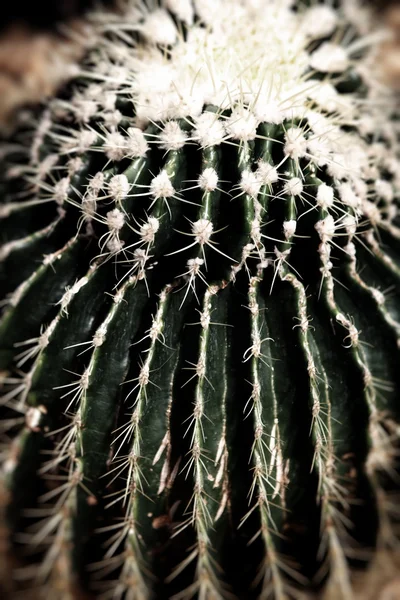 Cactus desert plant — Stock Photo, Image