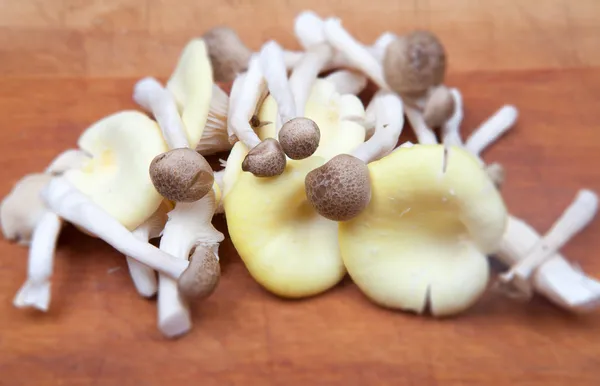 Mushrooms cooking preparing — Stock Photo, Image