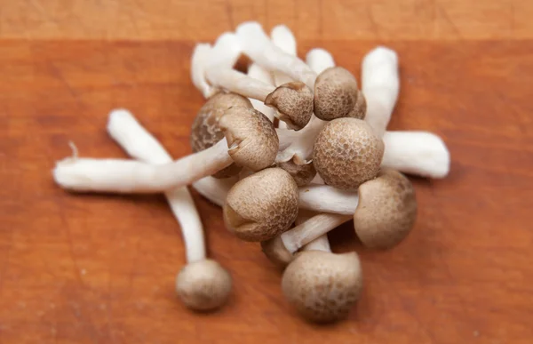 Mushrooms cooking preparing — Stock Photo, Image