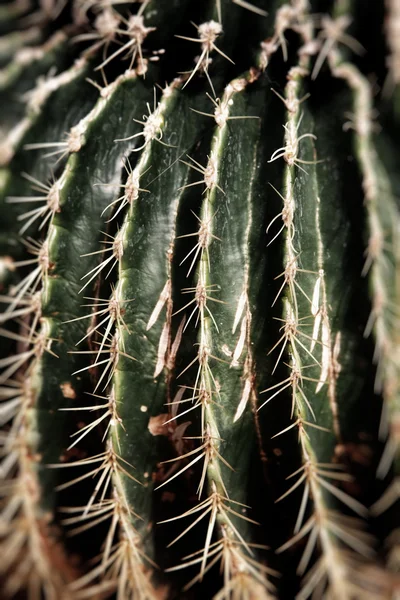 Pustynia roślina kaktusa Zdjęcie Stockowe