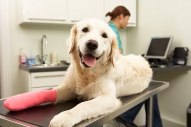 Female Veterinary Surgeon Treating Dog In Surgery clipart