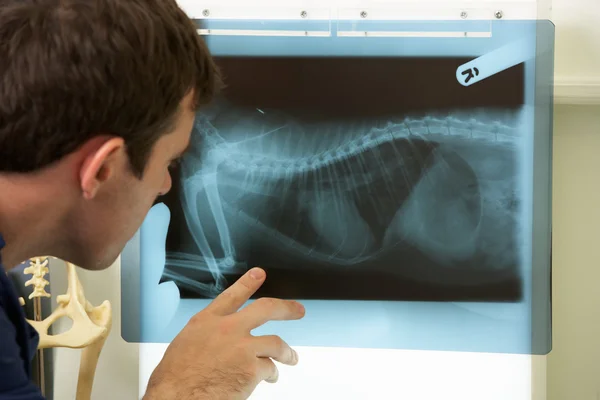 Male Veterinary Surgeon Examining X Ray In Surgery — Stock Photo, Image