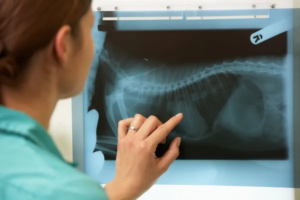 Cirurgião Veterinário Feminino Examinando Raios X em Cirurgia — Fotografia de Stock