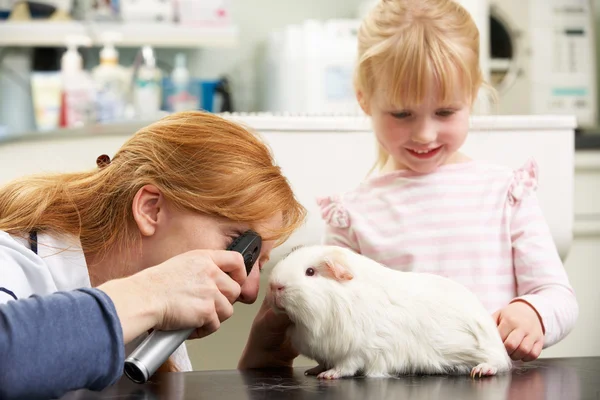 Cirujano veterinario femenino examinando cerdo de Guinea infantil en Surger —  Fotos de Stock