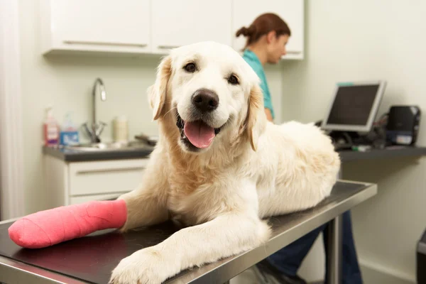 Médico veterinario femenino que trata al perro en cirugía —  Fotos de Stock