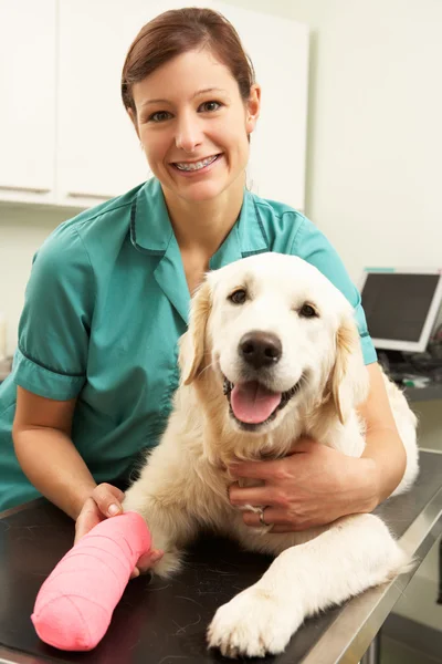 Médico veterinario femenino que trata al perro en cirugía — Foto de Stock