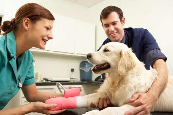 Maschio veterinario cura cane in chirurgia — Foto Stock