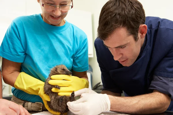 Manliga veterinär undersöka räddade igelkott i kirurgi — Stockfoto