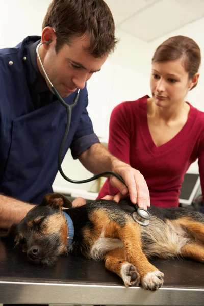 Homme vétérinaire examinant le chien anesthésié en chirurgie — Photo