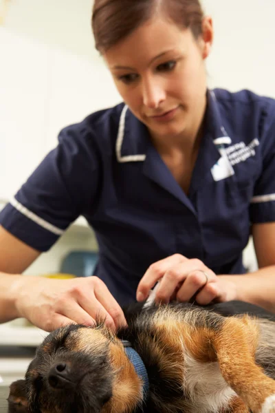 Femme vétérinaire examinant le chien anesthésié en chirurgie — Photo