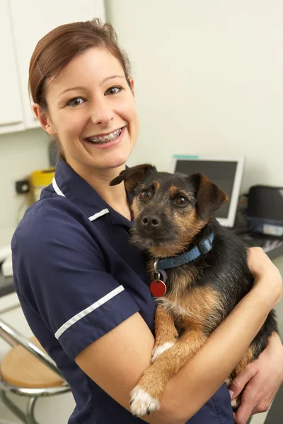 Chirurgo veterinario femminile che tiene il cane in chirurgia — Foto Stock