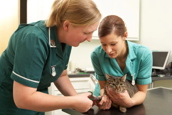 Vrouwelijke dierenarts en verpleegkundige onderzoek kat in de chirurgie — Stockfoto