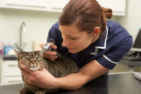 Femme vétérinaire examinant chat en chirurgie — Photo
