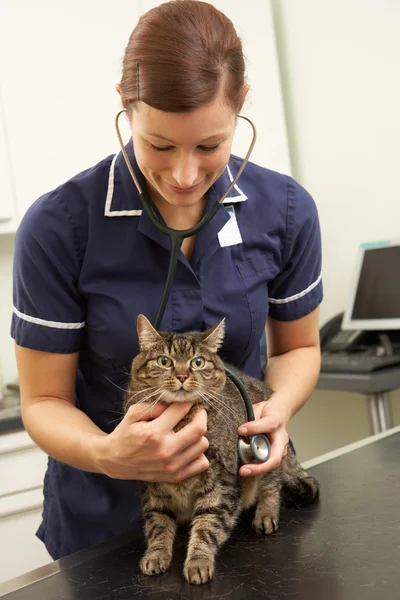 Cirurgião Veterinário Feminino Examinando Gato em Cirurgia — Fotografia de Stock