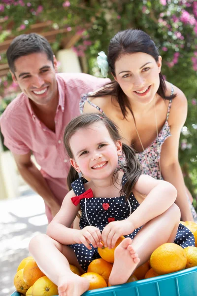 Parents Pushing Daughter In Wheelbarrow Filled With Oranges — Stock Photo, Image
