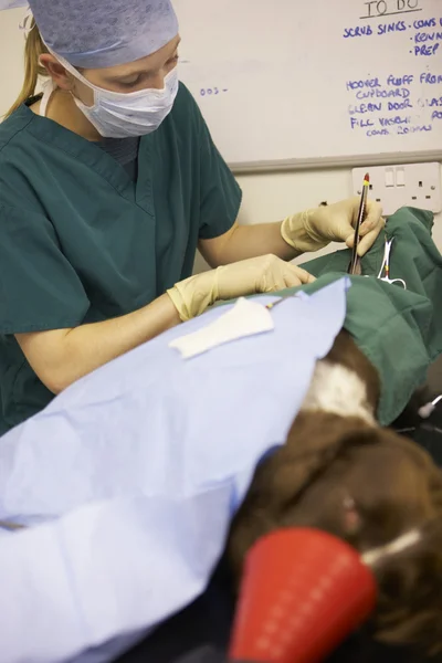 Cão submetido a cirurgia em veterinários — Fotografia de Stock