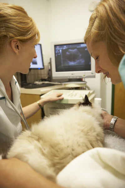 Kat met echografie scannen op dierenartsen — Stockfoto