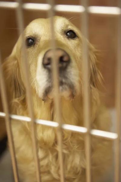 Złoty pies myśliwski pies w klatce — Zdjęcie stockowe